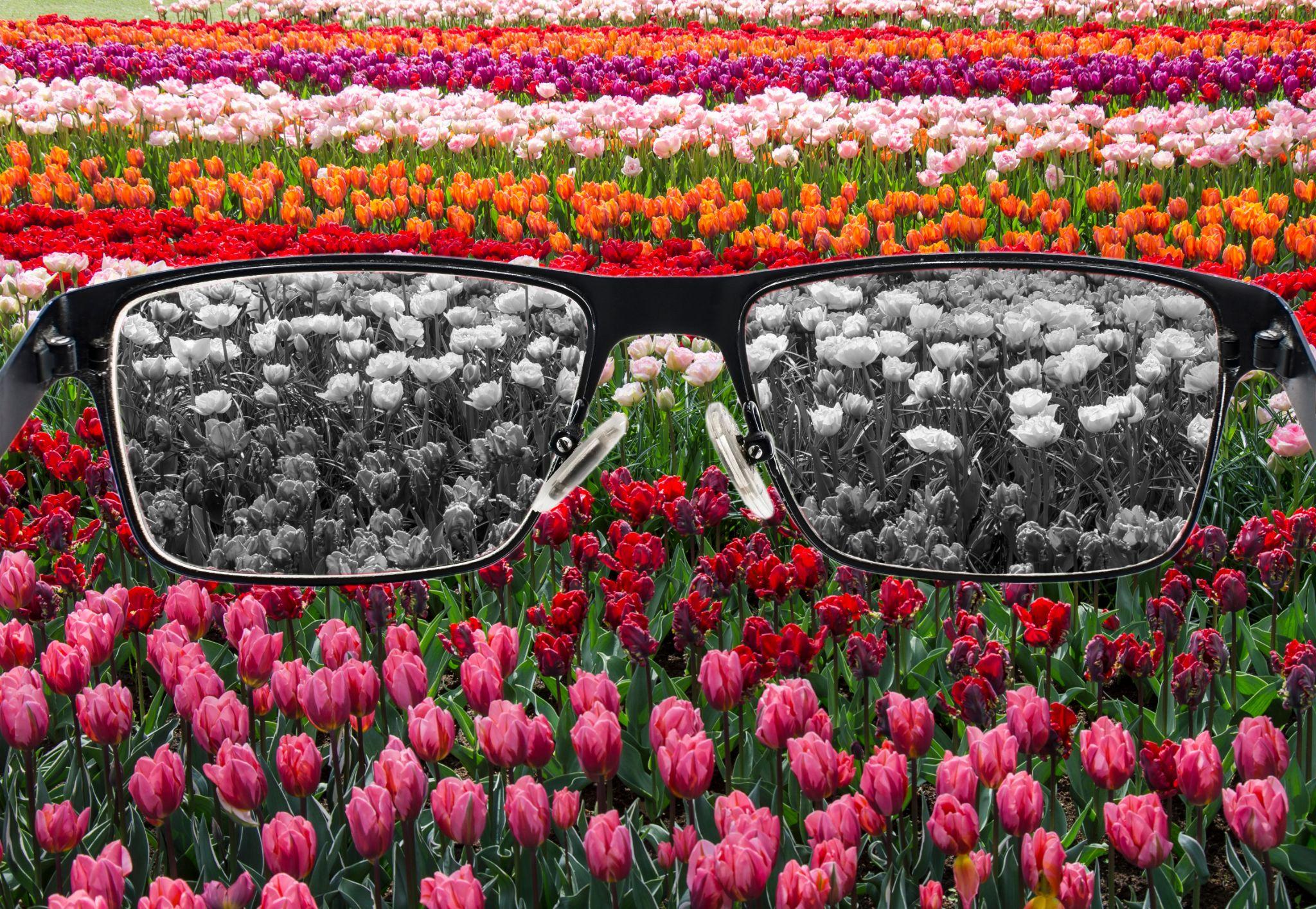 Looking through color blind color correcting glasses to see field of tulips